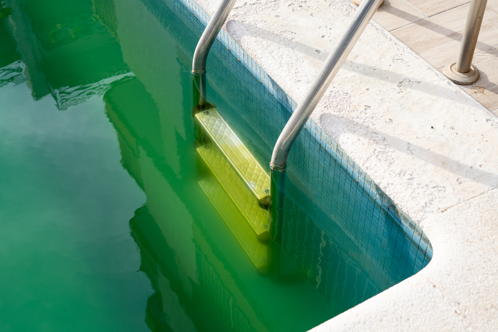 Cleaning algae growth in pool